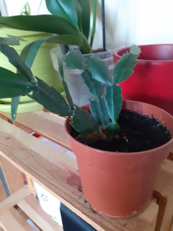 Plante schlumbergera
